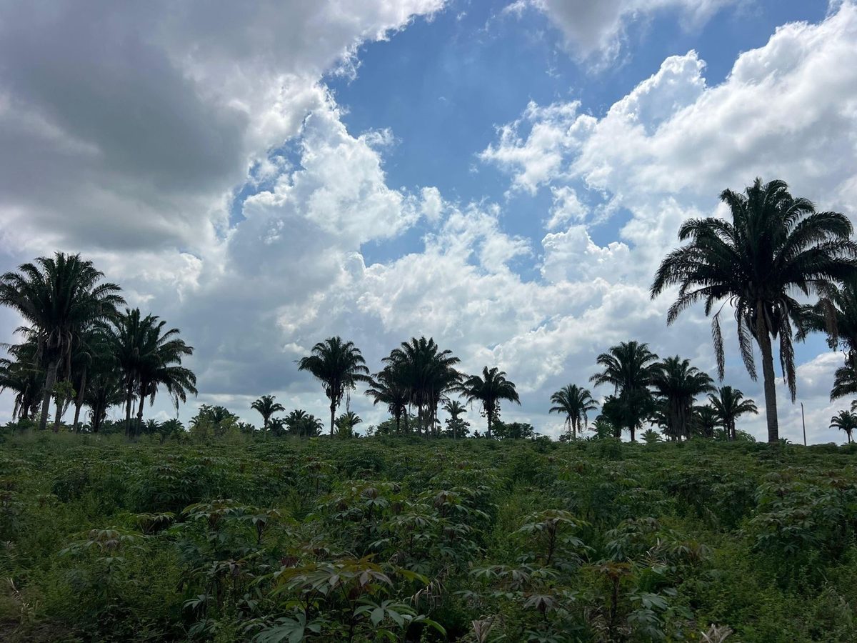 Palmas y vegetación bajo un cielo abierto con nubes en Sabanas de San Ángel.
